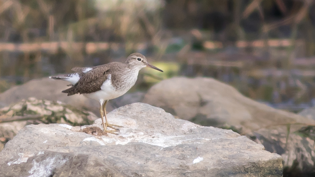 Common Sandpiper