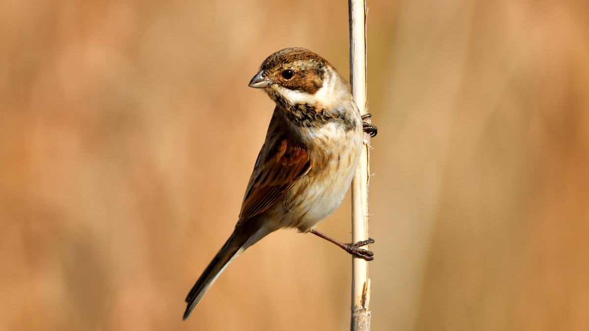 Common Reed Bunting