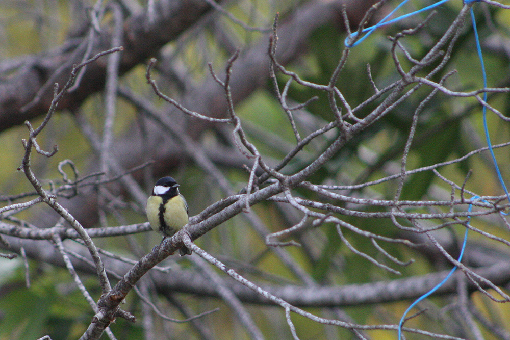 Great Tit