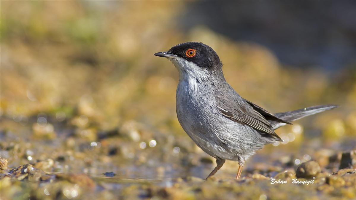 Sardinian Warbler