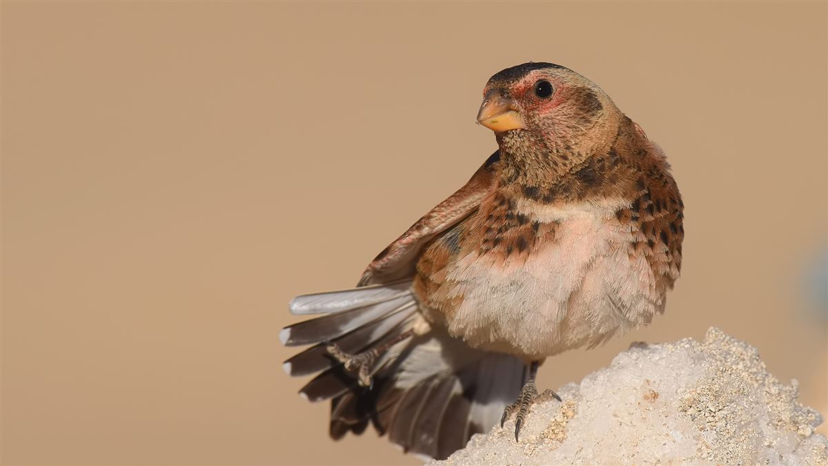 Crimson-winged Finch