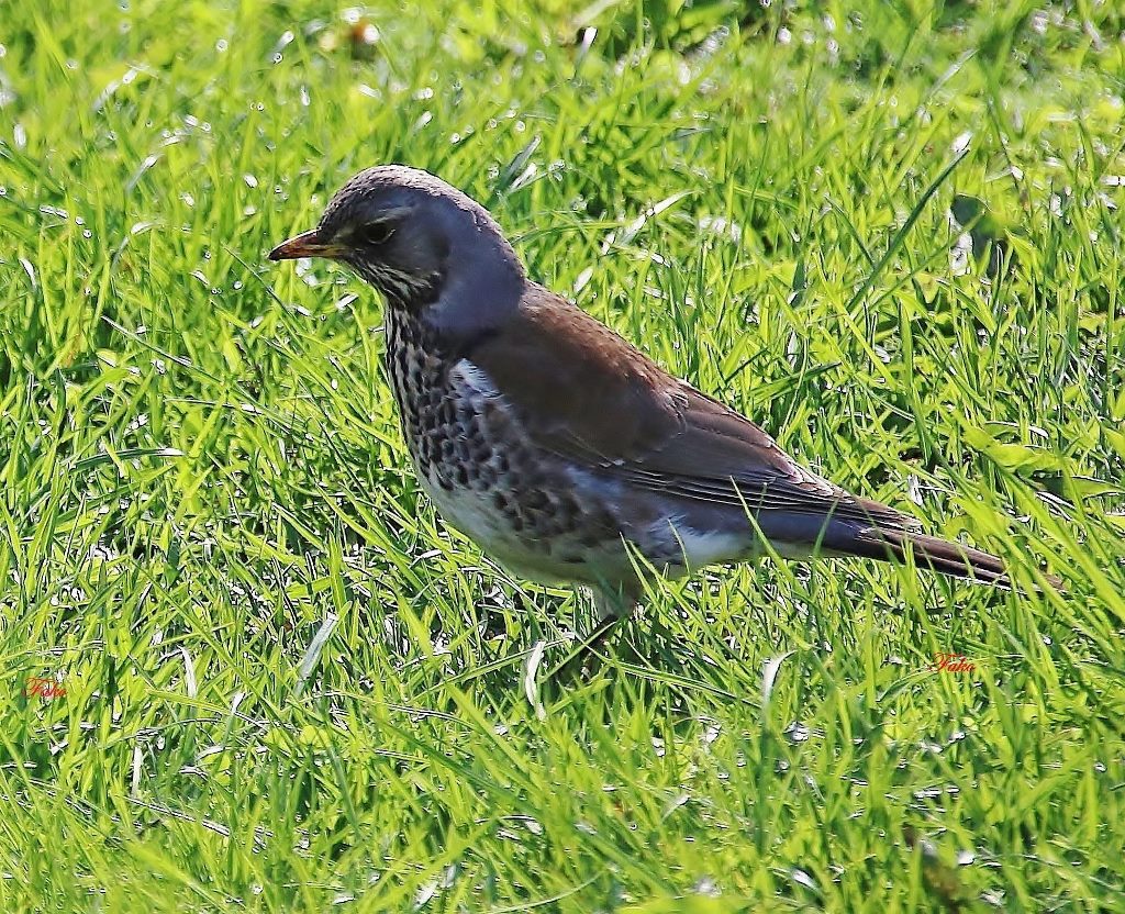 Fieldfare