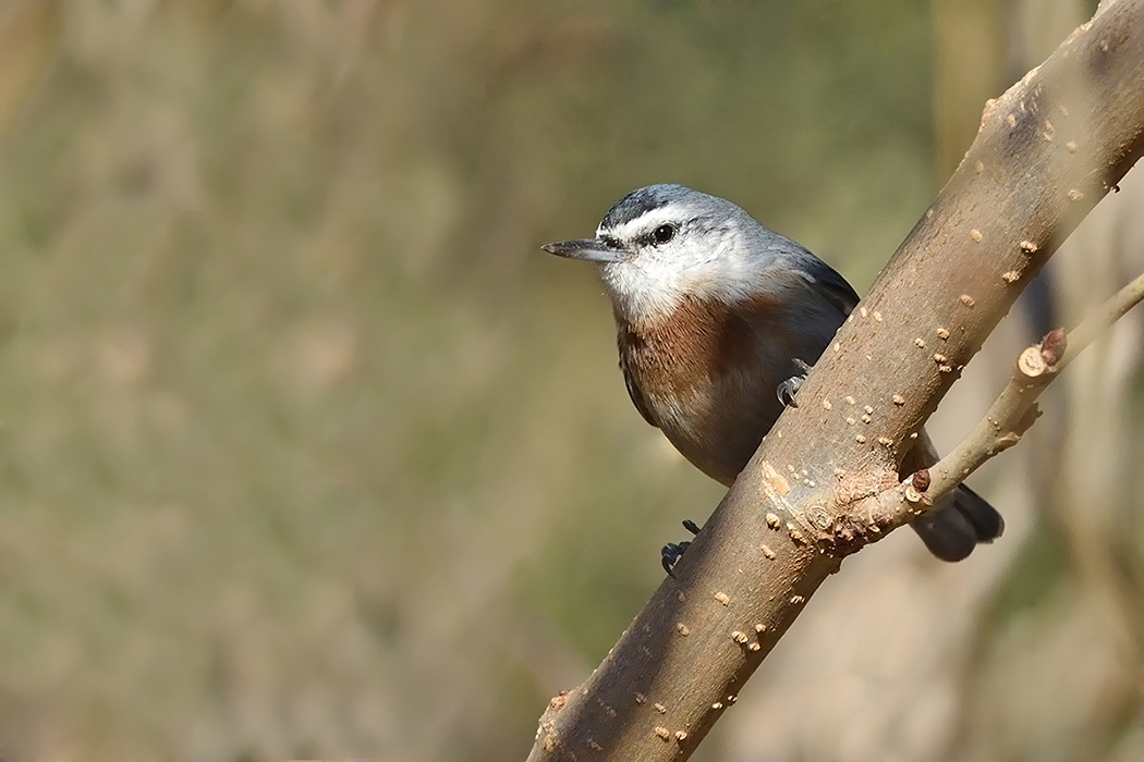 Krüper`s Nuthatch