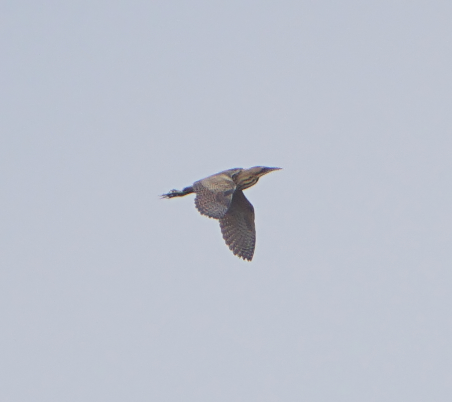 Little Bittern