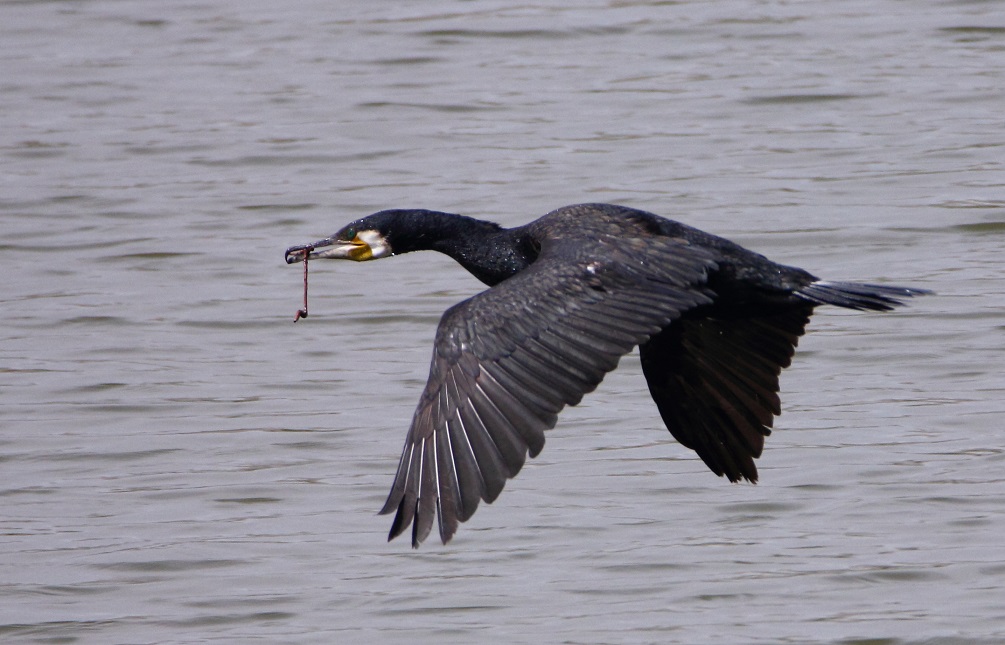 Great Cormorant
