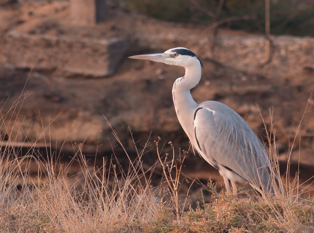 Grey Heron