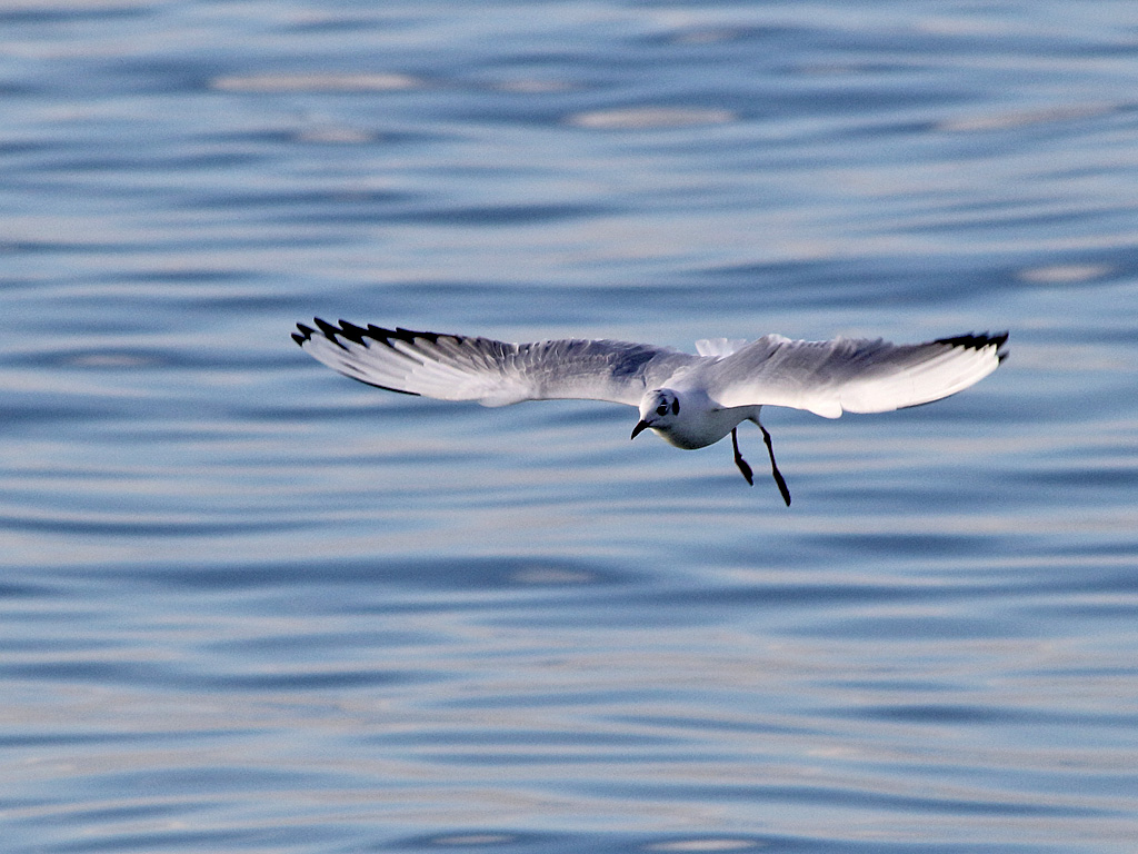Black-headed Gull