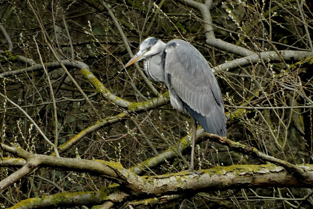 Grey Heron