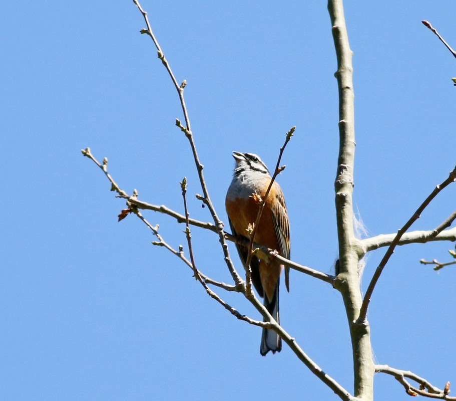 Rock Bunting