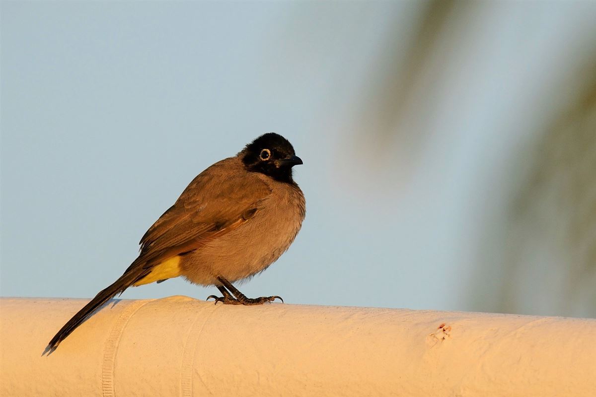 White-spectacled Bulbul