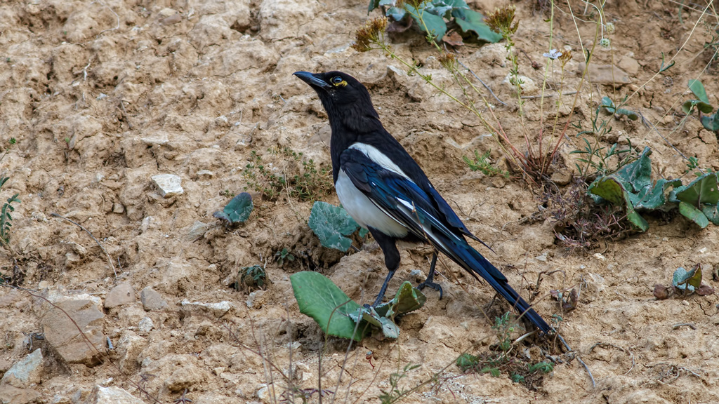 Eurasian Magpie