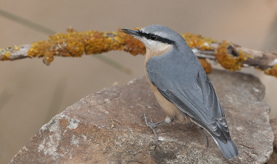 Eurasian Nuthatch