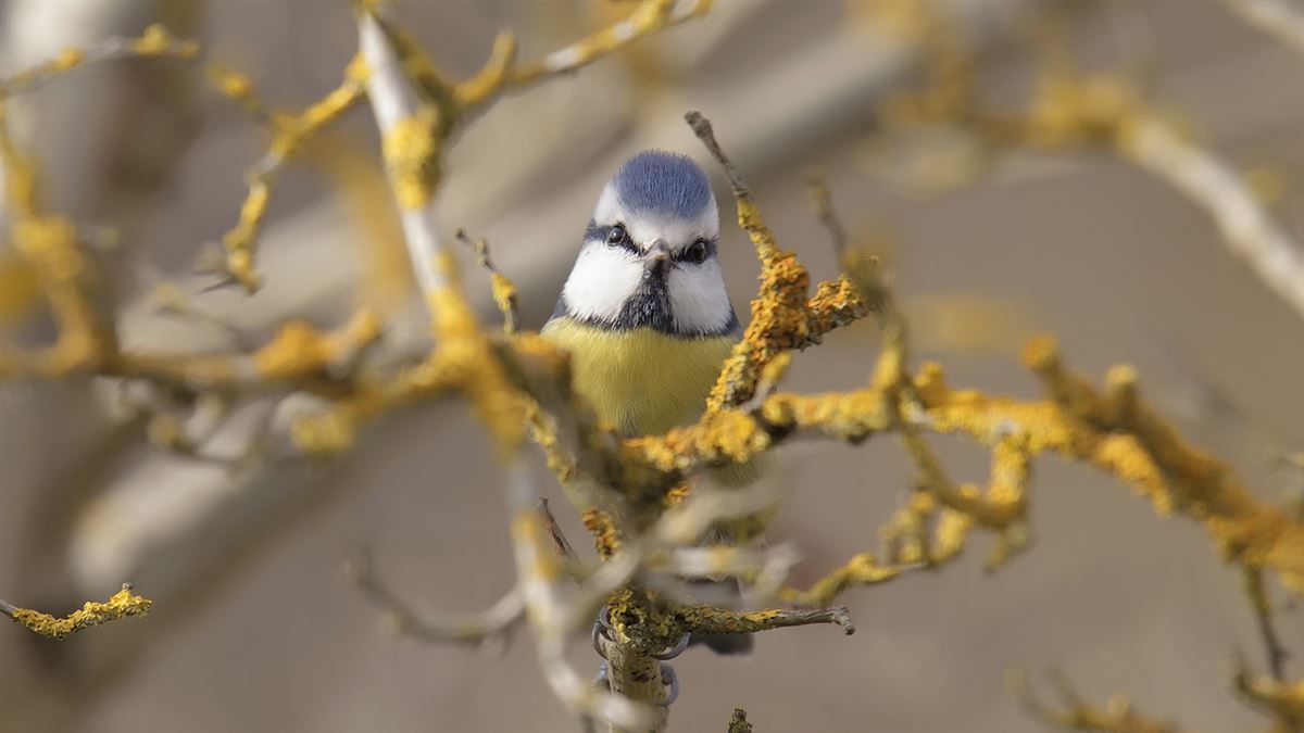 Eurasian Blue Tit