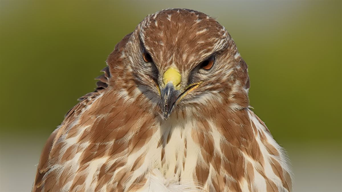 Common Buzzard