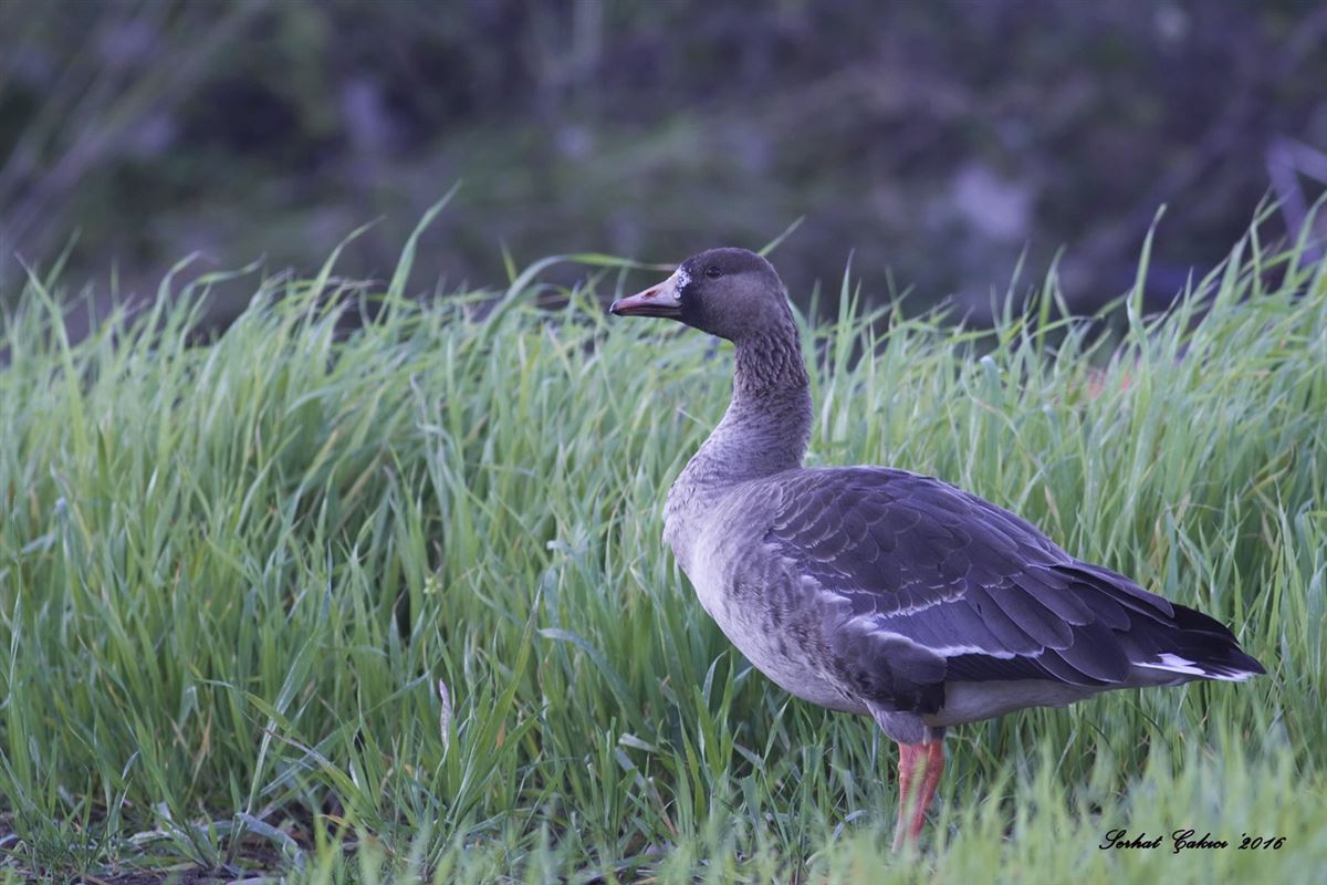 Greater White-fronted Goose