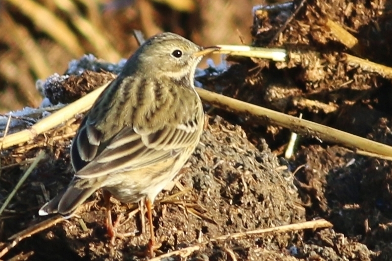 Meadow Pipit
