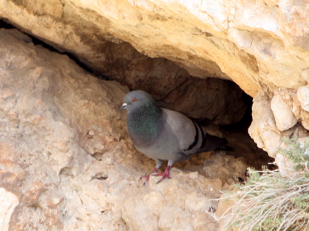 Rock Dove
