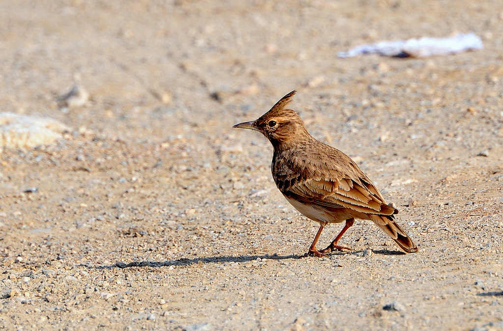 Crested Lark