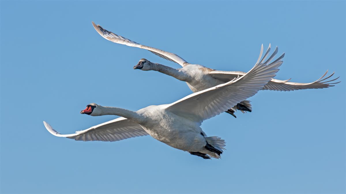 Mute Swan