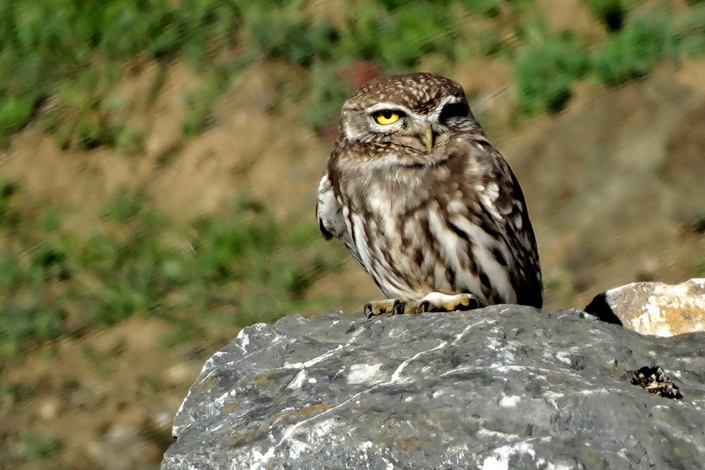 Little Owl