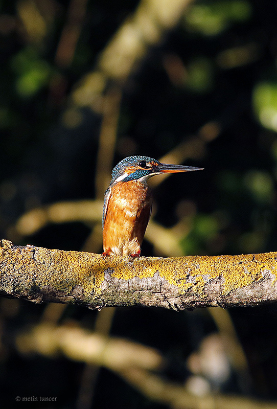 Common Kingfisher