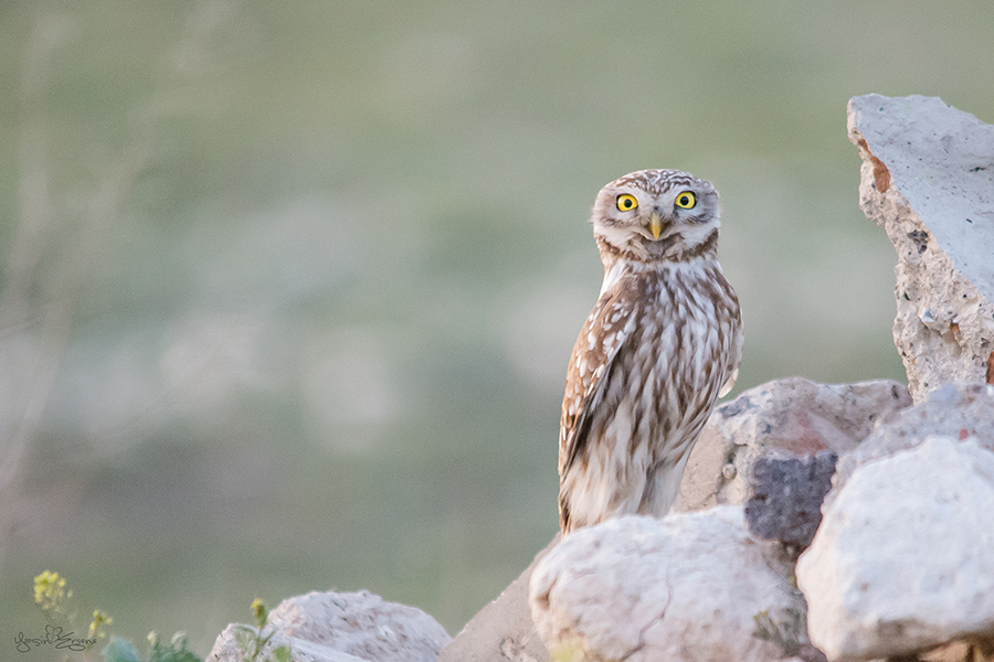 Little Owl