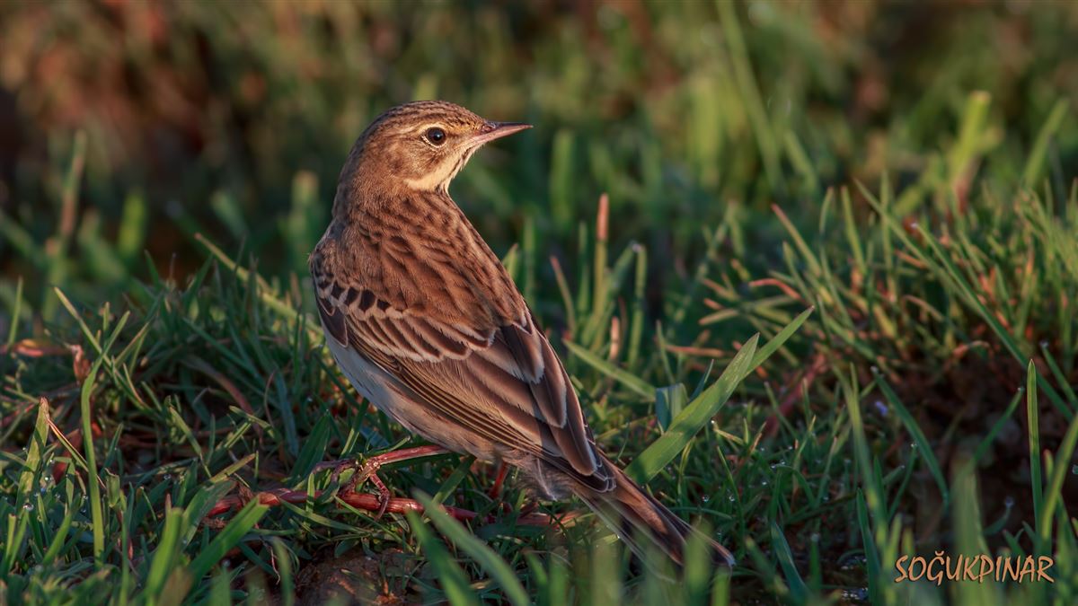 Tree Pipit
