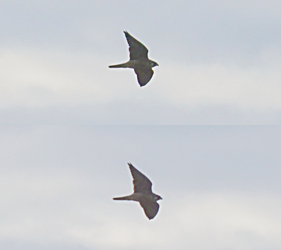 Peregrine Falcon