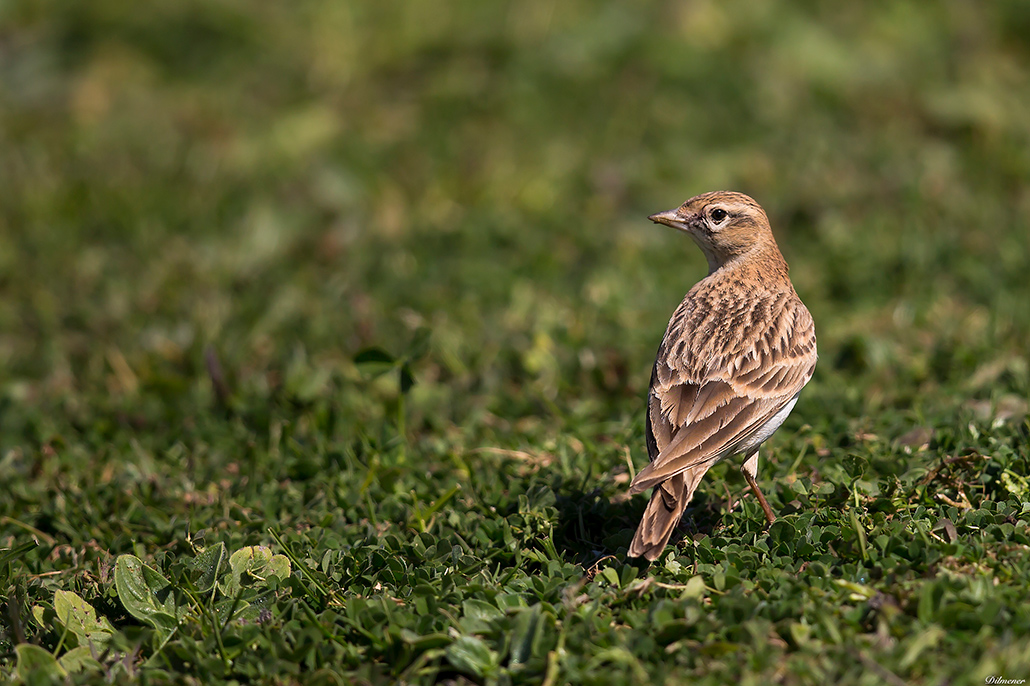 Greater Short-toed Lark