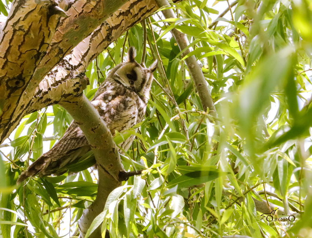 Long-eared Owl