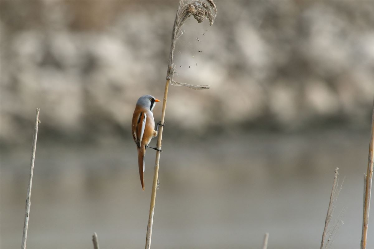 Bearded Reedling