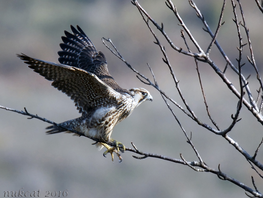 Peregrine Falcon