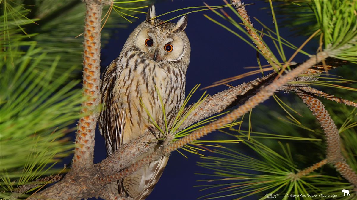 Long-eared Owl