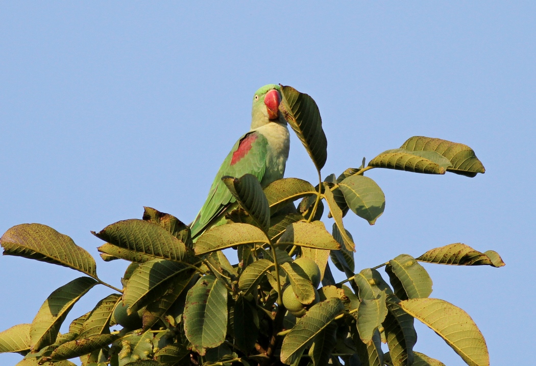 Alexandrine Parakeet