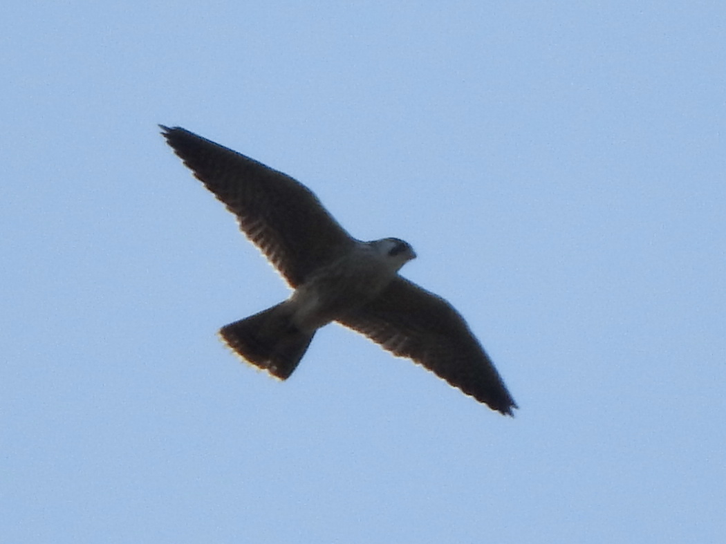 Peregrine Falcon