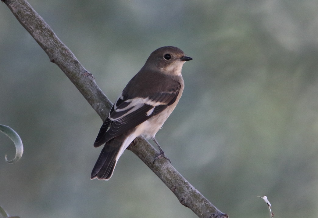 Semicollared Flycatcher