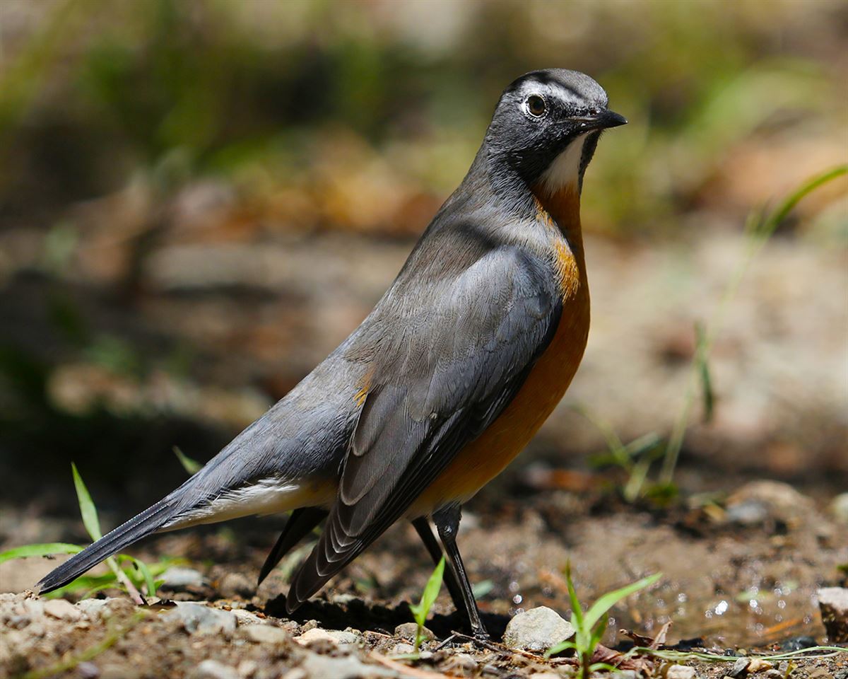White-throated Robin
