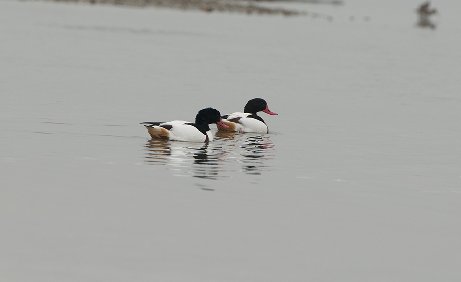 Common Shelduck