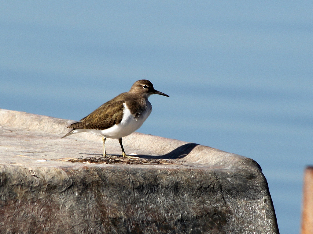 Common Sandpiper