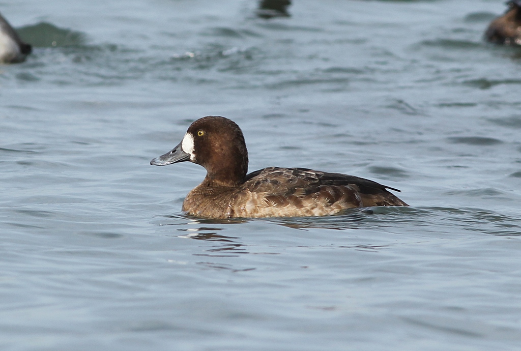 Greater Scaup
