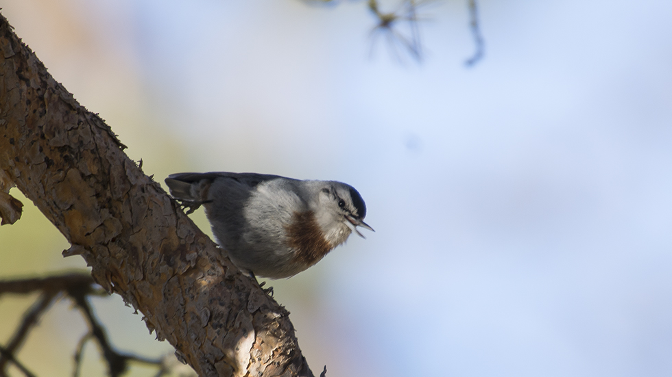Krüper`s Nuthatch