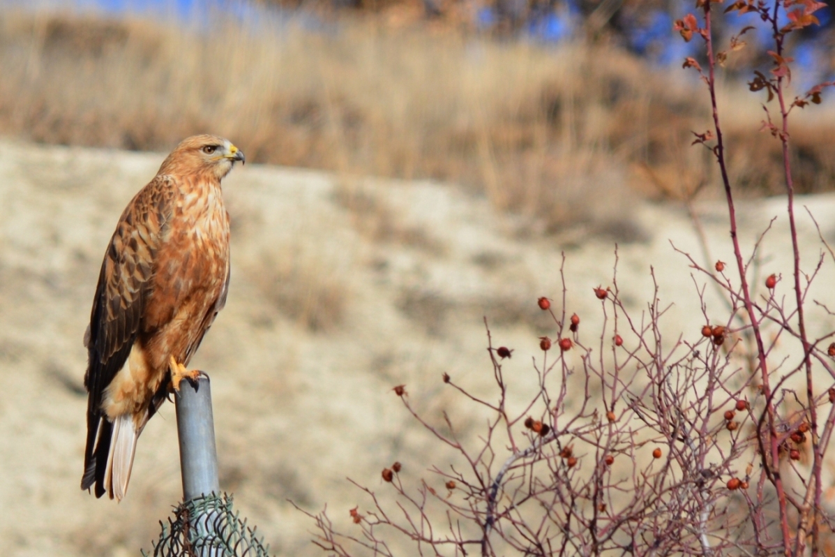 Long-legged Buzzard