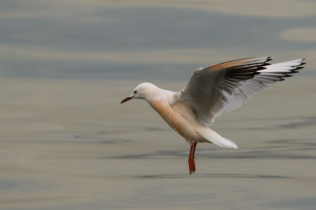Slender-billed Gull