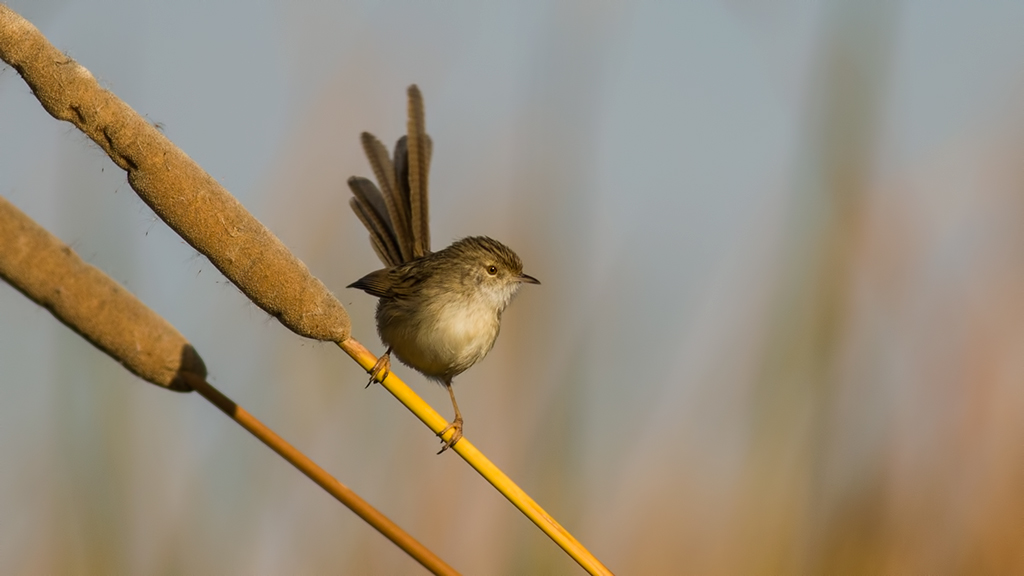 Delicate Prinia