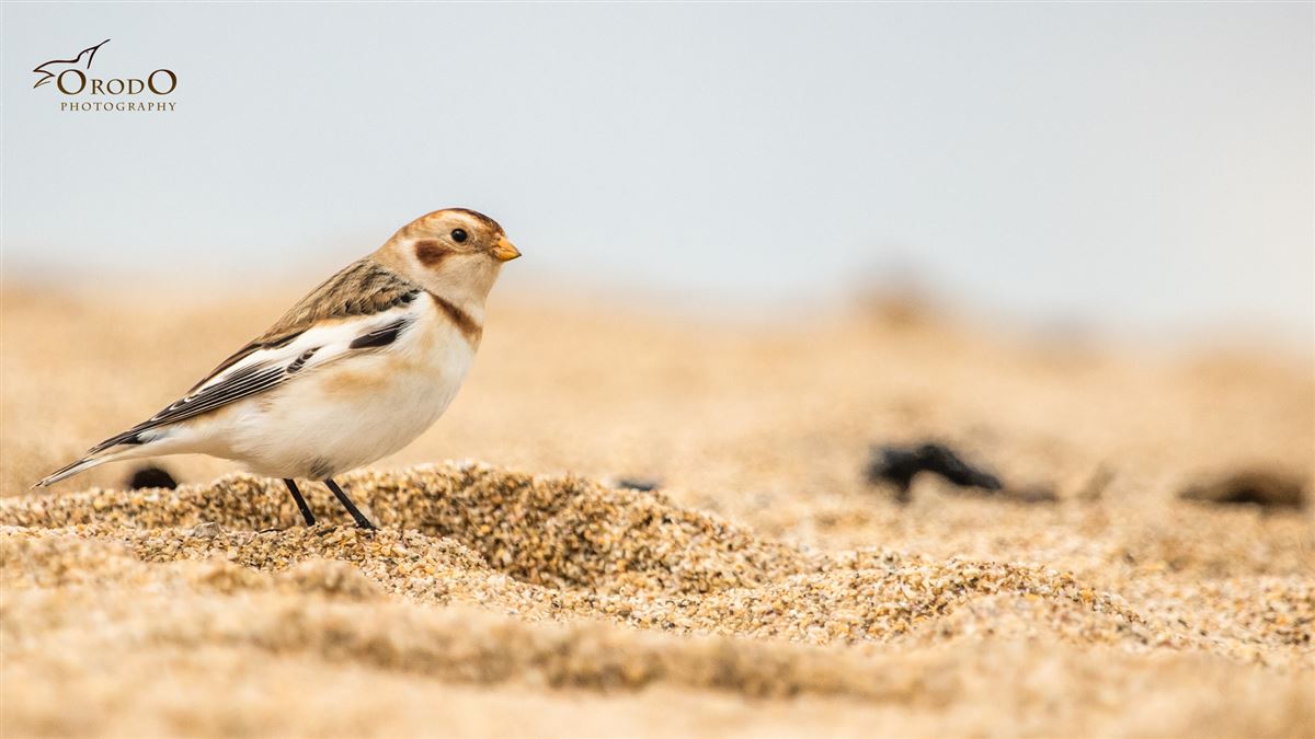 Snow Bunting