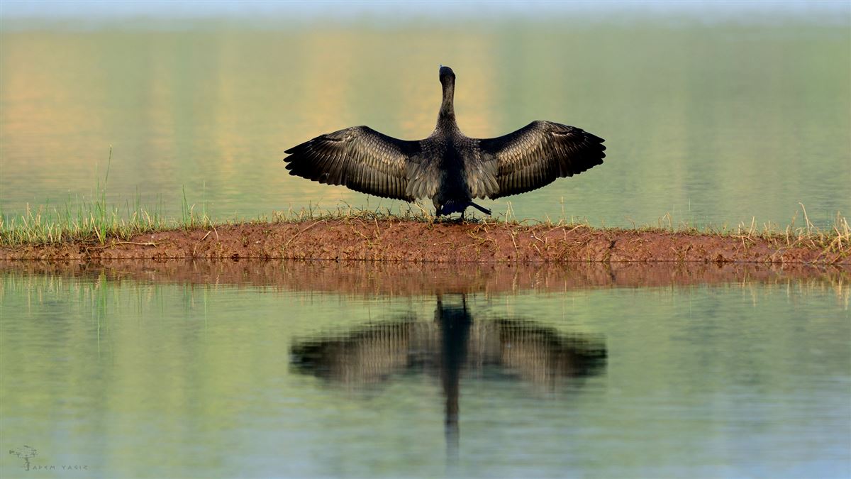 Great Cormorant