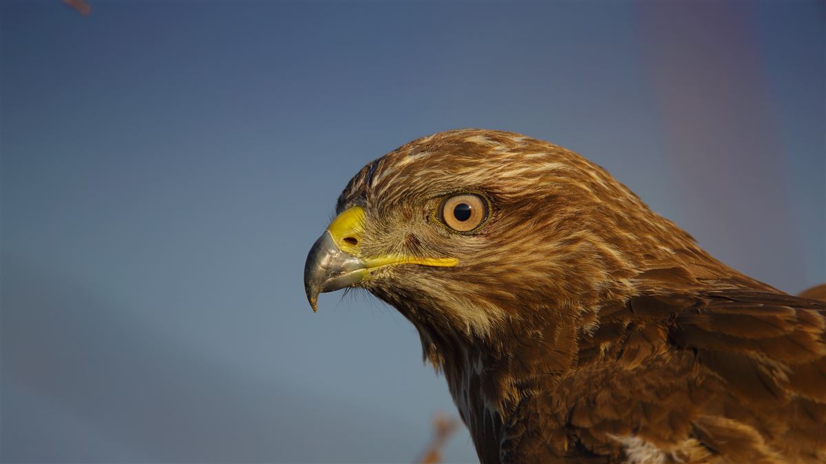 Common Buzzard