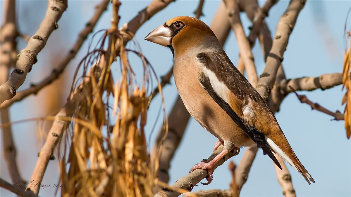 Hawfinch