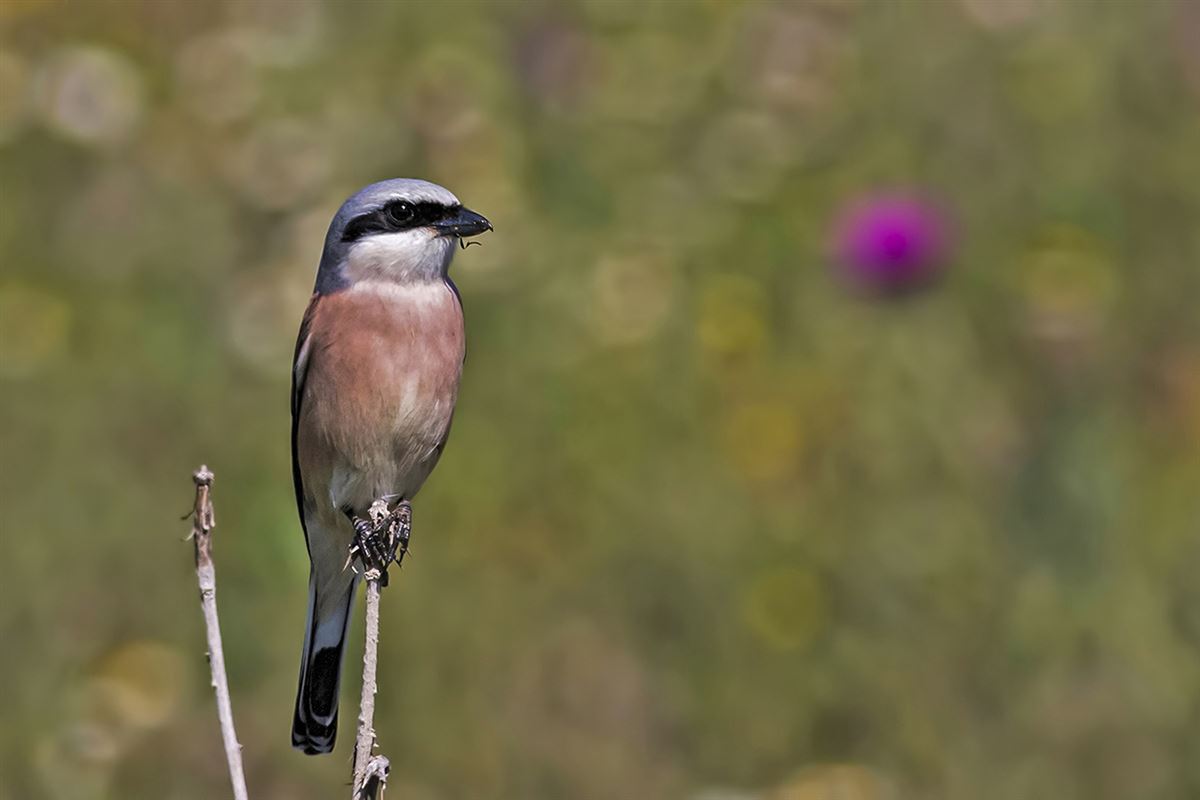 Red-backed Shrike