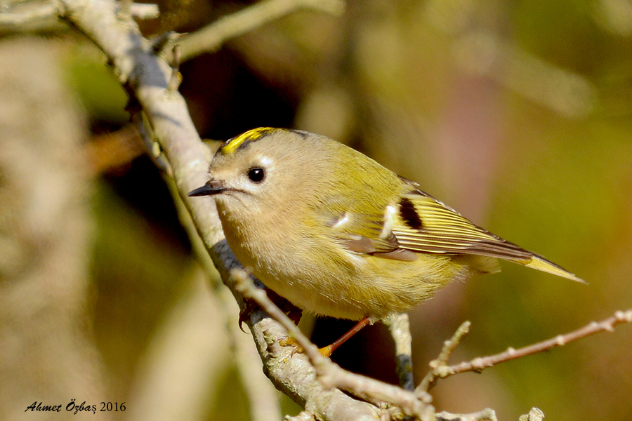 Goldcrest